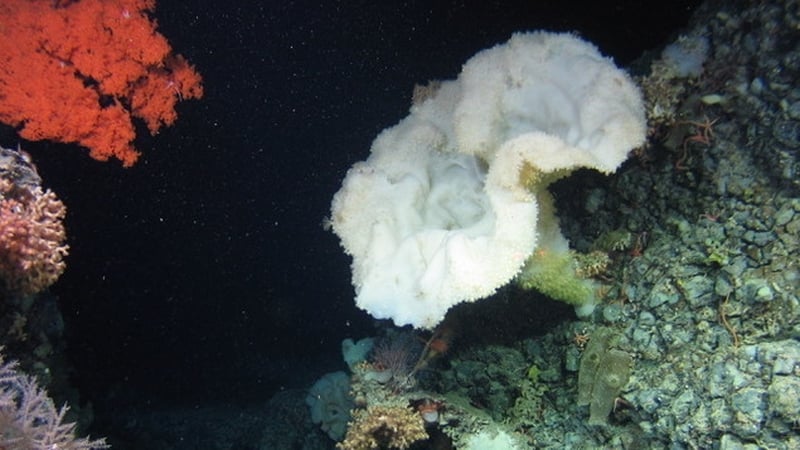 A huge 'gramophone' sponge in a pristine area at around 1200m depth (Pic: NUI Galway/Marine Institute)