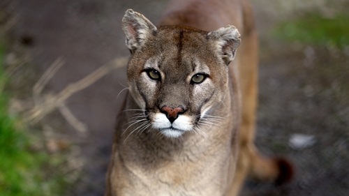 Witnesses say the animal is the size of a Labrador dog, but with a very long tail
