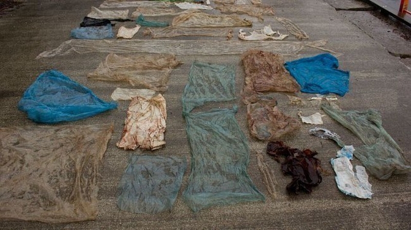 The Bergen Whale was found to have over 30 plastic bags in its stomach. Image Credit: University Museum of Bergen