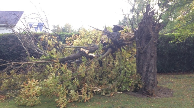 Gardeners will have a job on their hands repairing the damage to their properties