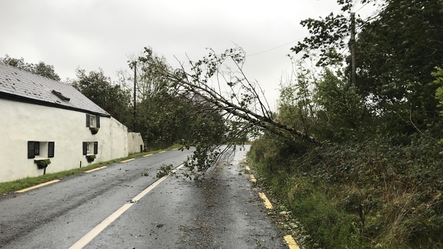 Motorists have to make their way around this tree in Recess, Co Galway (Pic: Jimmy Norman)