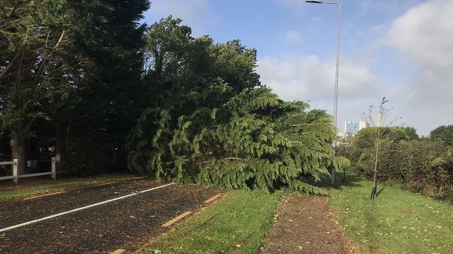 A massive tree has completely blocked the road at Lanesborough in Co Longford