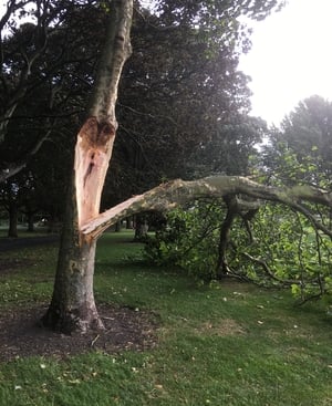 Branches stripped from trees in Fairview Park, Dublin