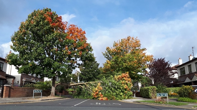 Branches block a main road in Sandyford, Co Dublin