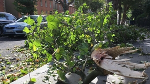 Northumberland Road in Dublin has been littered with fallen branches