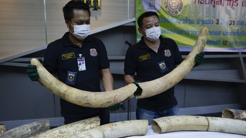 Trading in African ivory has expanded rapidly despite being illegal for almost 30 years