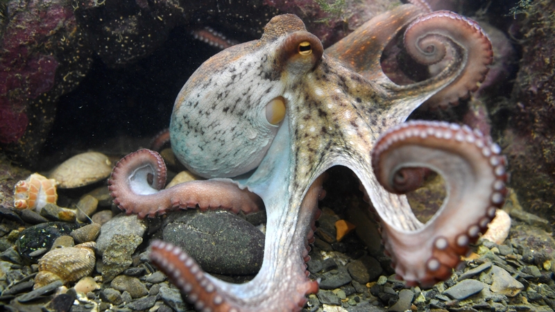 The findings may open opportunities to study the impact of psychiatric drug therapies in many animals distantly related to people