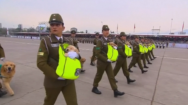 The 45-day-old puppies are the newest members of the national police's canine training unit