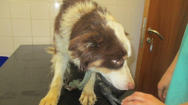 The dogs, mostly collies, were found in substandard conditions Credit: ISPCA