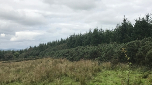 Sitka Spruce trees in Co Leitrim