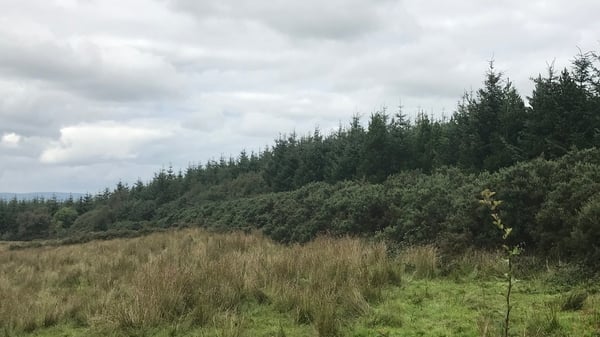 Sitka Spruce trees in Co Leitrim