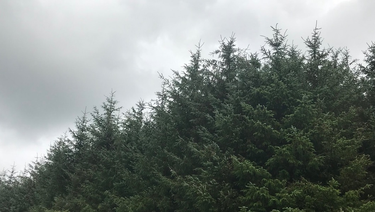  Leitrim farmers concerned about the plantation of Sitka Spruce trees