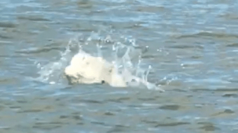 The whale was seen near Coalhouse Fort (Pic: Richard Heading)