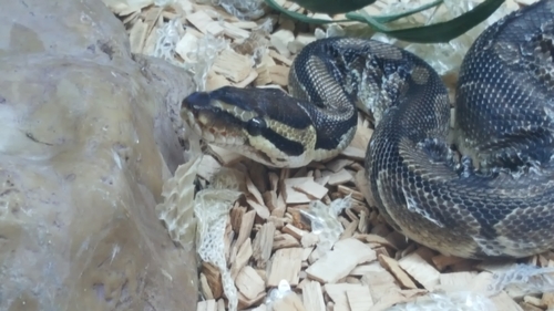 Penelope was found in an ecopark last summer