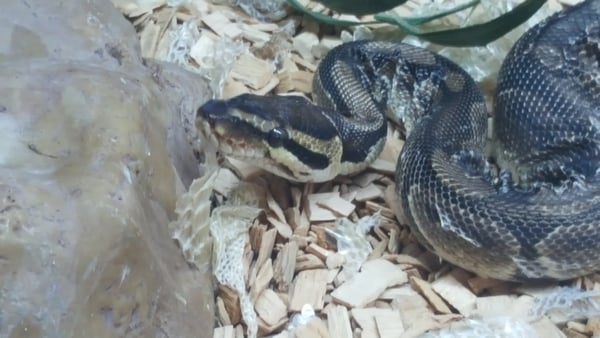 Penelope was found in an ecopark last summer
