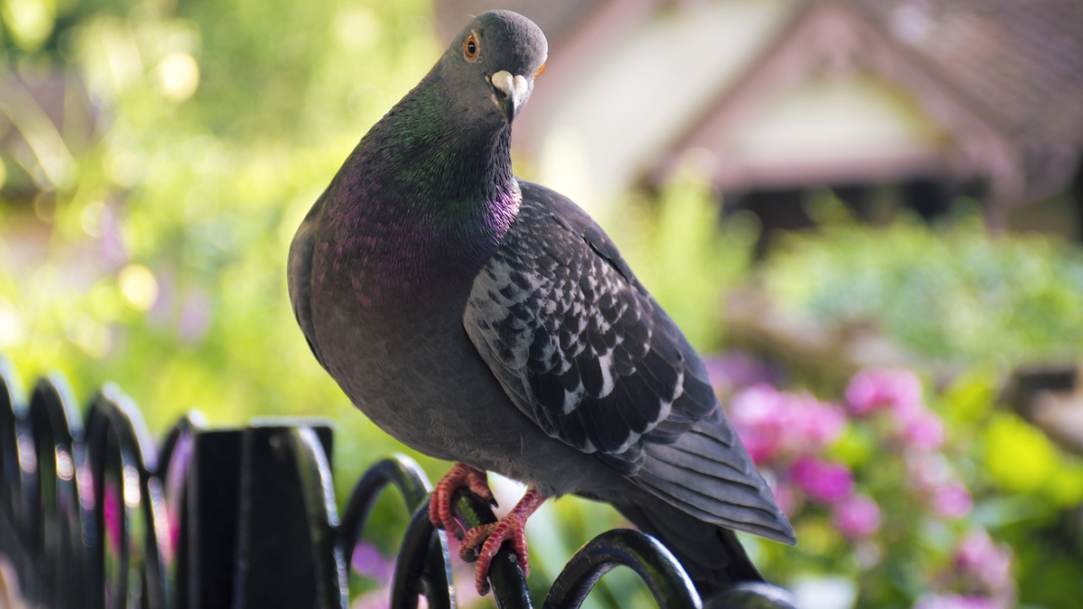In defense of Pigeons