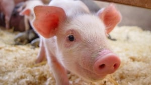 The demise of small abattoirs show image