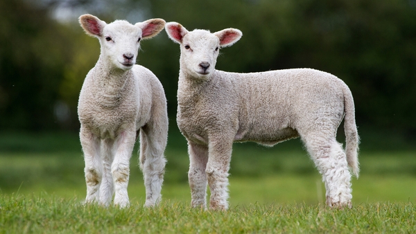 Sunday Miscellany: The Pet Lamb by Leo Cullen