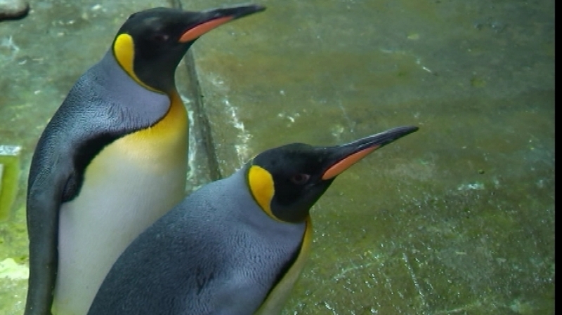 There was a happy ending for the kidnappers, who were given an egg to brood on