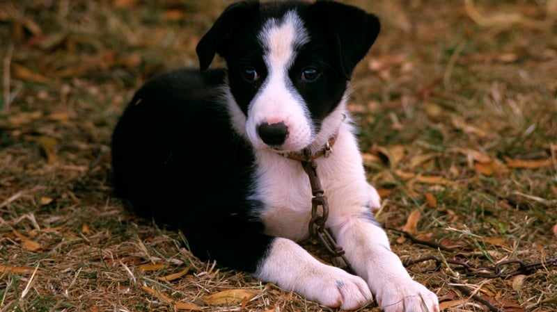 'We are doing dogs no favour by expecting too much of them,' according to Dr Britta Osthaus