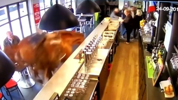 WATCH: Horse causes chaos in Chantilly sports bar