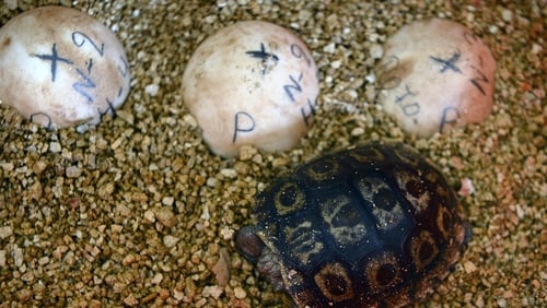 A baby giant turtle remains next to eggs at the breeding centre for giant turtles at the Galapagos National Park