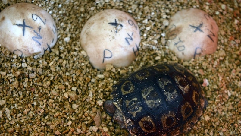 A baby giant turtle remains next to eggs at the breeding centre for giant turtles at the Galapagos National Park