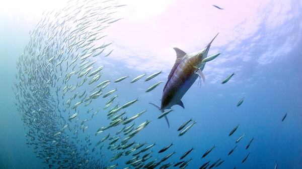 The blue marlin is one of the open ocean's fastest, strongest predators (file image)