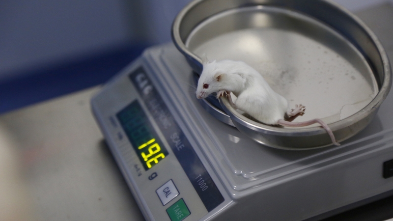 Scientists produced 29 live mice from 210 embryos