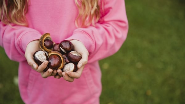 October is peak conker season.