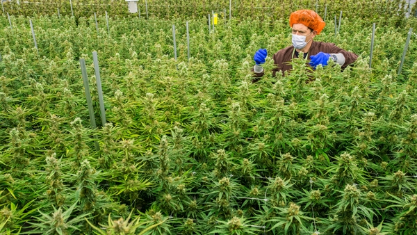 Prime Time - Medicinal Cannabis, Workplace Stress, Ballybrack FC