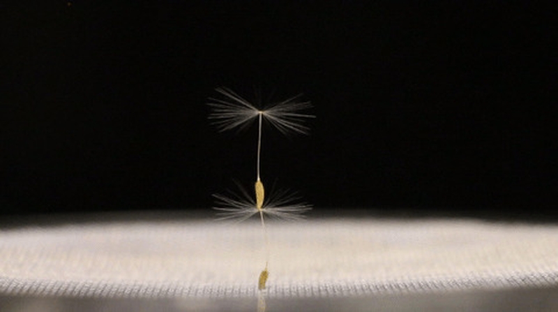 The experiments were carried out in a wind tunnel using high speed imaging (Pic: Madeleine Seale, Alice Macente)