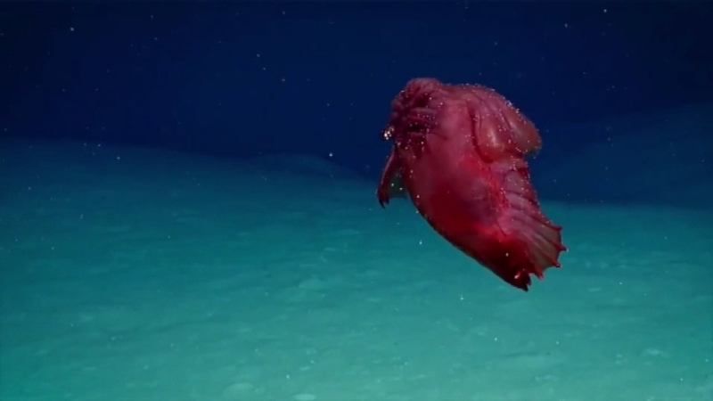 Before now, this unusual creature had only been filmed in the Gulf of Mexico (Courtesy: Australian Antarctic Division)