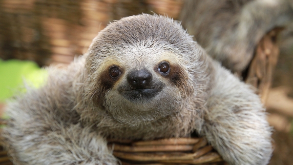 Sloth (Photo: Lucy Cooke / Barcroft Images / Barcroft Media via Getty Images)