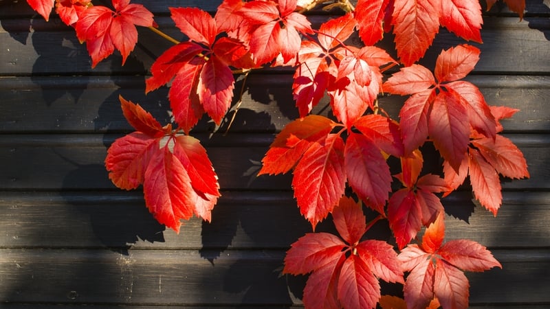 As the nights shorten, here's how to make the most of your garden for longer