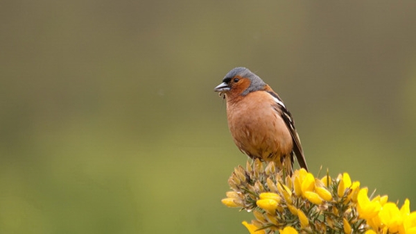 The study found that clearing of habitats during wind farm construction resulted in lower densities of birds, like Chaffinches, close to wind turbines. (Pic: Darío Fernández-Bellon)