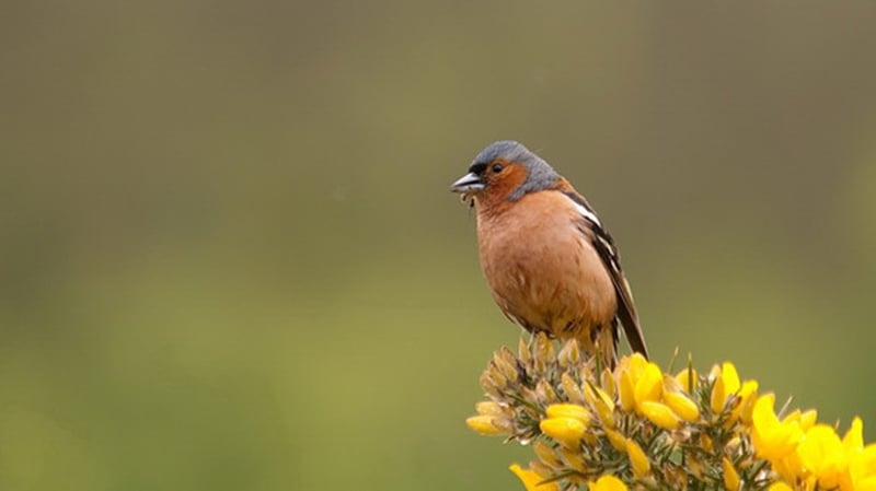The study found that clearing of habitats during wind farm construction resulted in lower densities of birds, like Chaffinches, close to wind turbines. (Pic: Darío Fernández-Bellon)