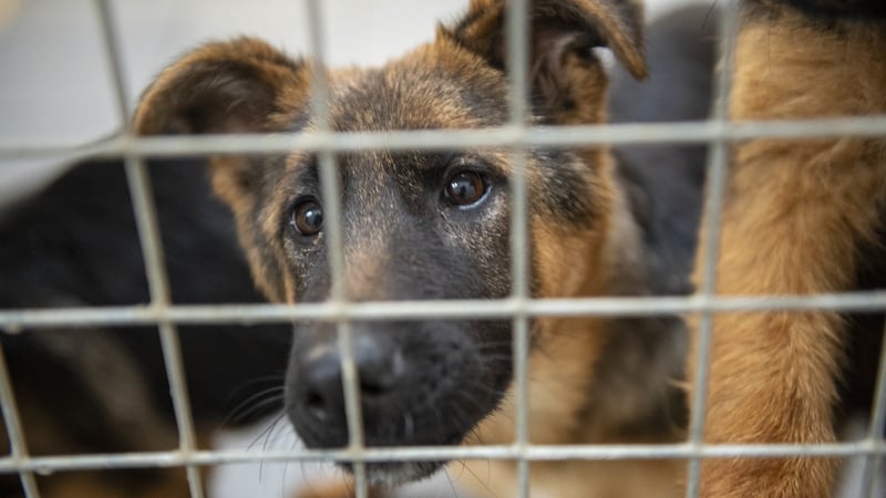 German Shepherd puppies which were taken to Louth pound