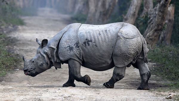 The report finds that the number of rhinos in the wild has declined sharply