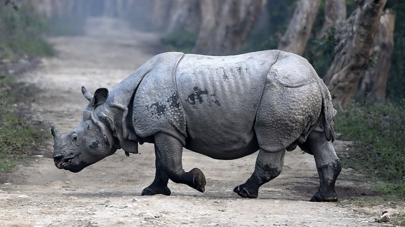 The report finds that the number of rhinos in the wild has declined sharply