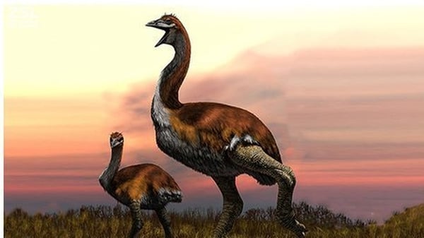 An artist's illustration of the giant elephant bird (c) Jaime Chirinos