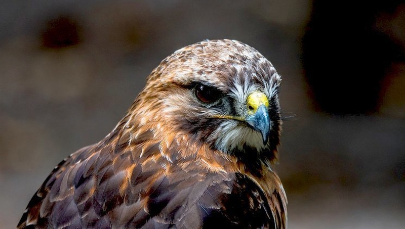 Buzzards were driven to extinction in Ireland over a hundred years ago but have naturally re-colonised here.