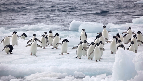 The proposed sanctuary - some five times the size of Germany - would ban fishing in a vast area in the Weddell sea