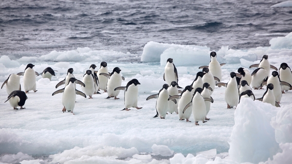 The proposed sanctuary - some five times the size of Germany - would ban fishing in a vast area in the Weddell sea
