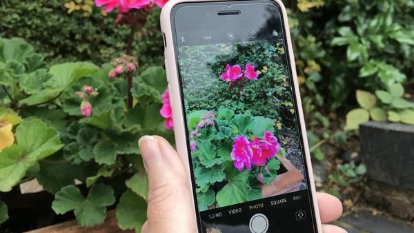 Plant identification and advice at your fingertips