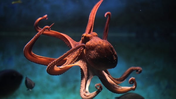 Cephalopods are remarkably adaptable