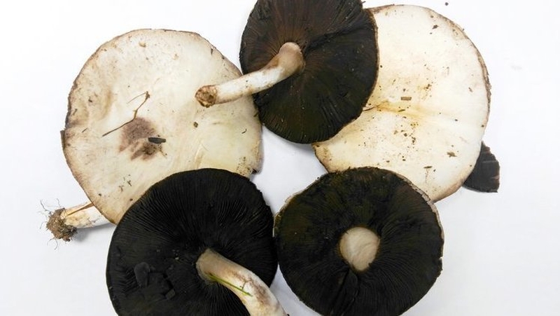 Be extremely careful when picking mushrooms.