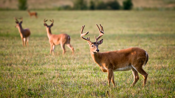 Operation Bambi: Fighting Wildlife Crime in Ireland
