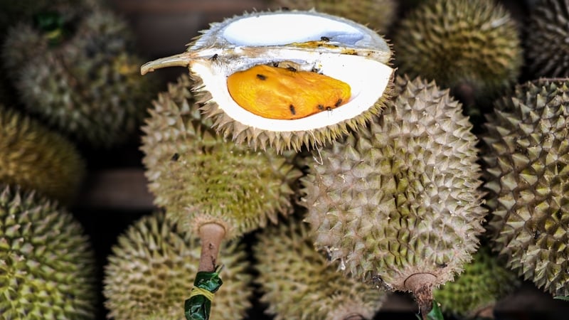 Durian is highly popular in southeast Asia but very divisive