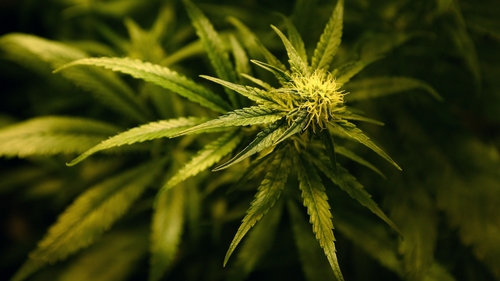 Medical cannabis is an emerging industry
